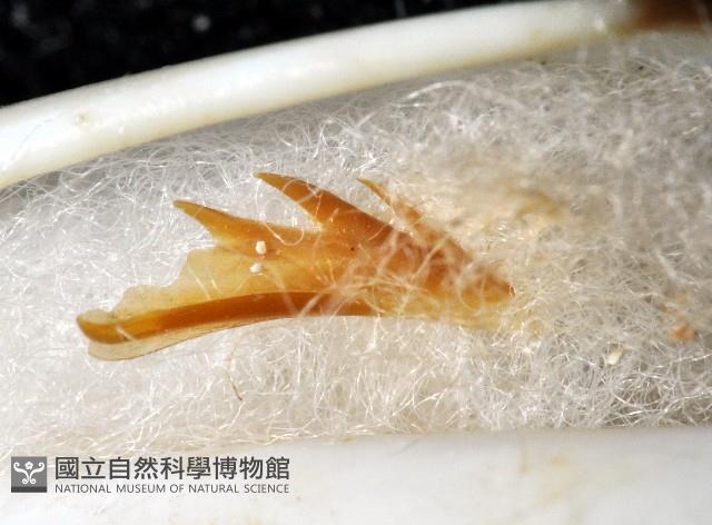 飛彈螺藏品圖，第9張