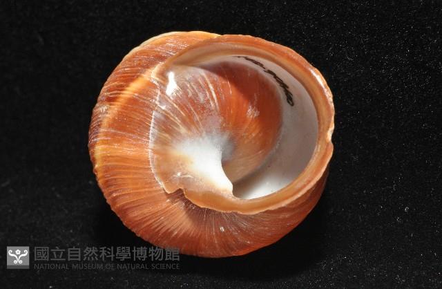 南亞蝸牛之一種藏品圖，第9張