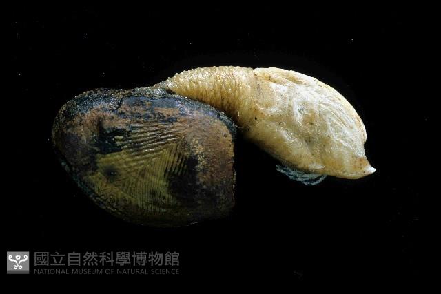 繁毛阿南鎧茗荷藏品圖，第9張