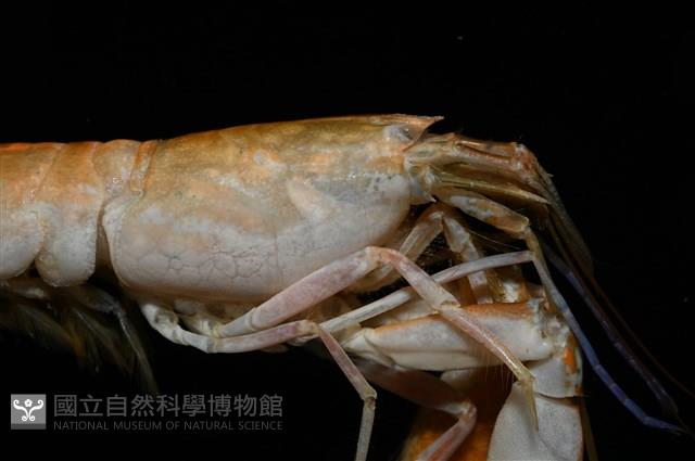 劍脊槍蝦藏品圖，第9張