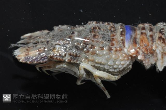 皺褶蟬蝦藏品圖，第9張