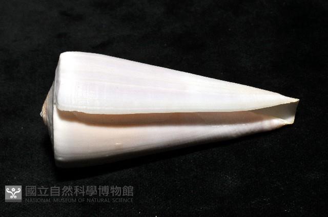 胭脂芋螺藏品圖，第9張