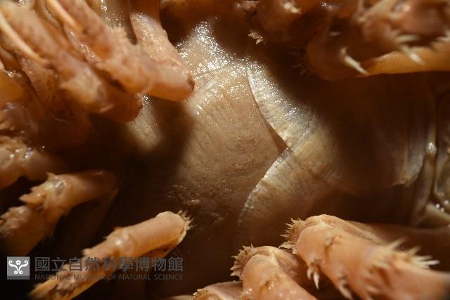 南極劍突水虱藏品圖，第9張