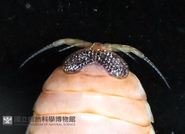 未知種紡錘水虱藏品圖，第9張