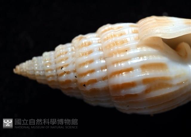 展翼蛹筆螺藏品圖，第9張