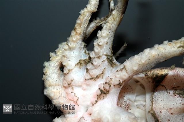 未知種藍環章魚藏品圖，第9張