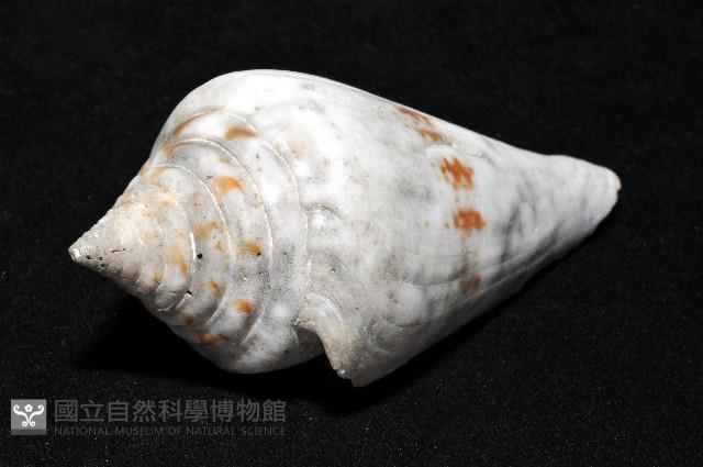 大佛塔芋螺藏品圖，第9張