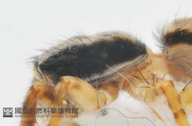 雙帶扁蠅虎藏品圖，第9張