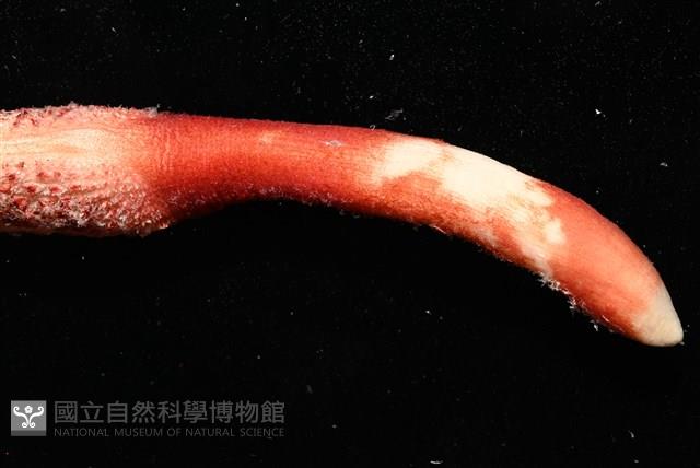 麥氏棘羽海鰓藏品圖，第9張