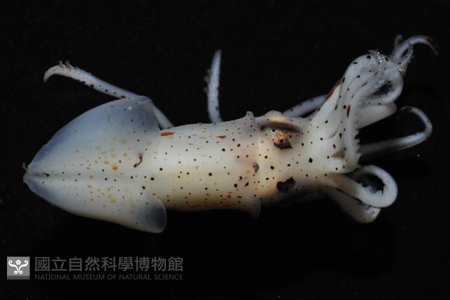 線紋擬鉤腕魷藏品圖，第9張