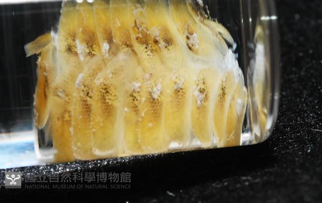 粗糙雙指鱗蟲藏品圖，第9張