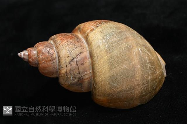 波部鳳螺藏品圖，第9張