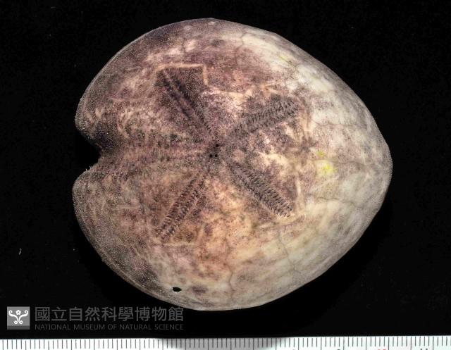 心形緣帶海膽藏品圖，第9張