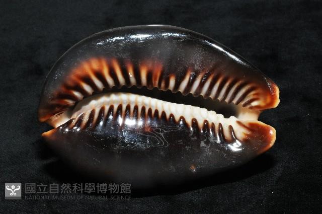 龜甲寶螺藏品圖，第9張