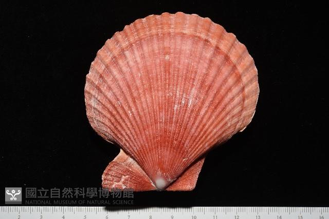 高貴海扇蛤藏品圖，第9張