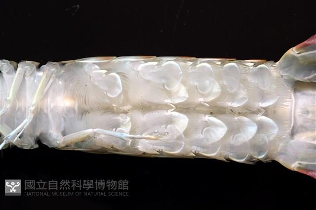 脊尾齒指蝦蛄藏品圖，第9張