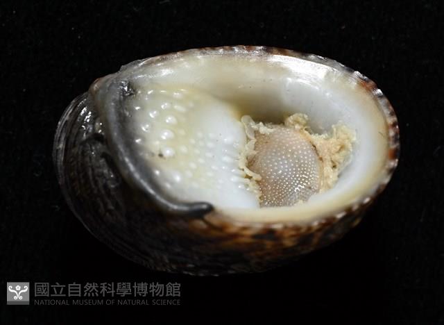 漁舟蜑螺藏品圖，第9張