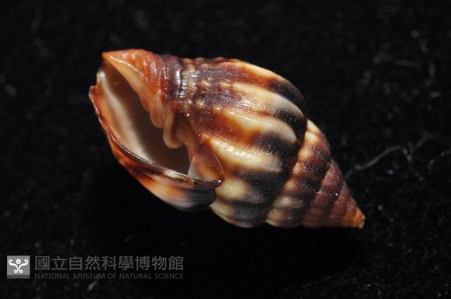 毛球蛹筆螺藏品圖，第9張