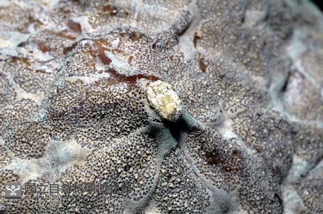 麵包海星(饅頭海星)藏品圖，第9張
