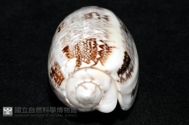 錦綢榧螺藏品圖，第9張