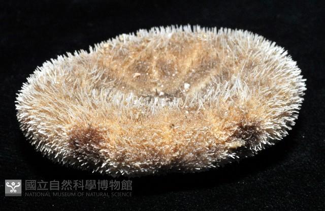 網楯海膽藏品圖，第9張