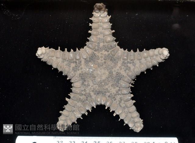 玉緣棘角海星(紫氏麗海星)藏品圖，第9張