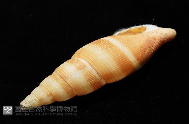 阿猴布紋螺藏品圖，第9張