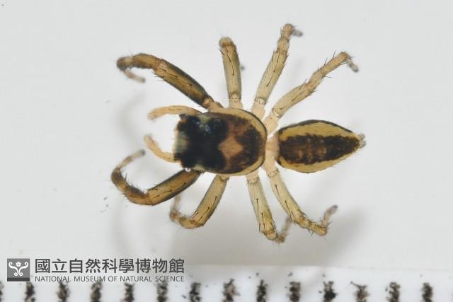 多色金毛蛛藏品圖，第9張
