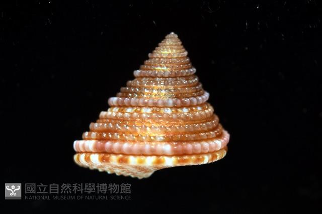 金門鐘螺(洪氏麗口螺)藏品圖，第9張