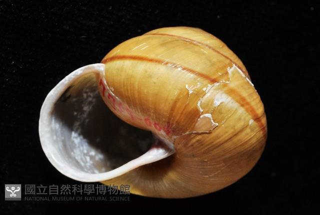 金崙栗蝸藏品圖，第9張