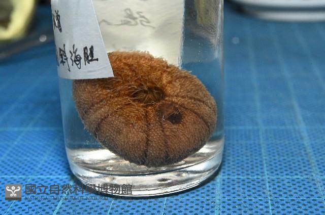卵圓斜海膽藏品圖，第9張