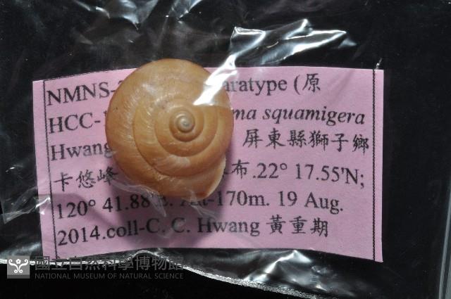 鱗高腰蝸牛(鱗菱蝸牛)藏品圖，第9張