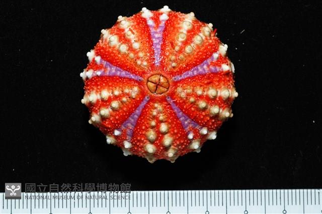 浪腔海膽(波紋腔海膽)藏品圖，第9張