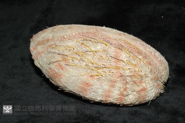 秀麗布萊海膽藏品圖，第9張