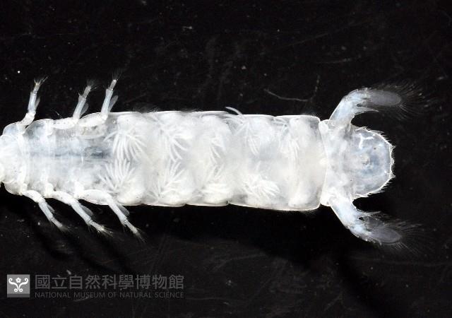 濱海幼嫩蝦蛄藏品圖，第9張