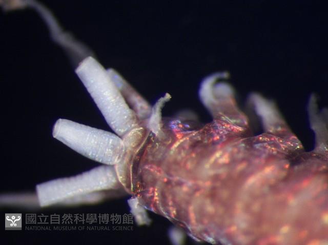 未知種歐努菲蟲藏品圖，第9張