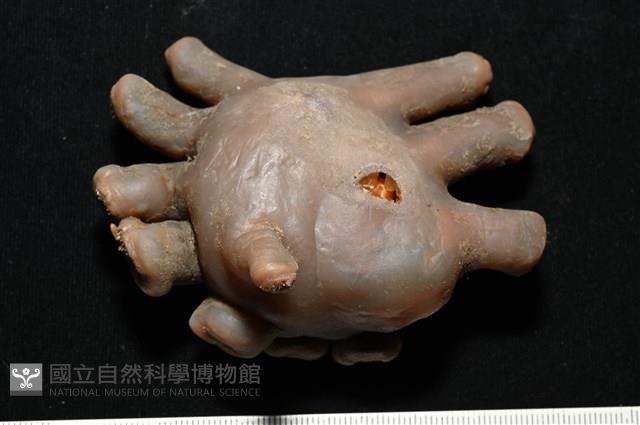 寄居蟹鞘群海葵藏品圖，第9張