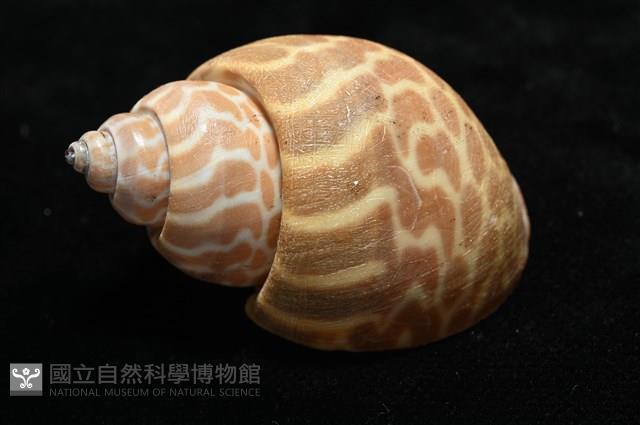 窄縫鳳螺藏品圖，第9張