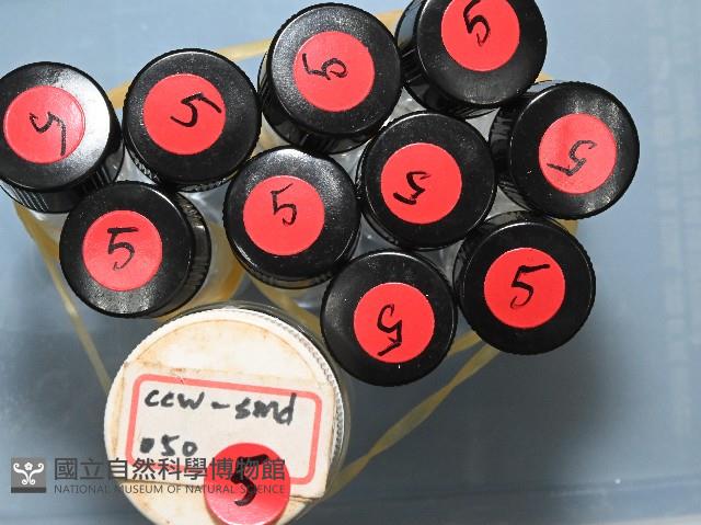 石門闊沙蠶藏品圖，第9張