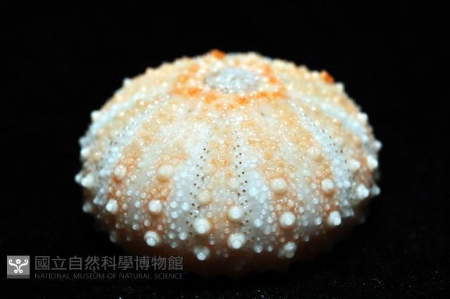福氏鋸海膽藏品圖，第9張