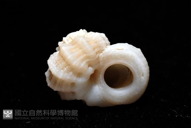 盔甲花冠螺藏品圖，第9張