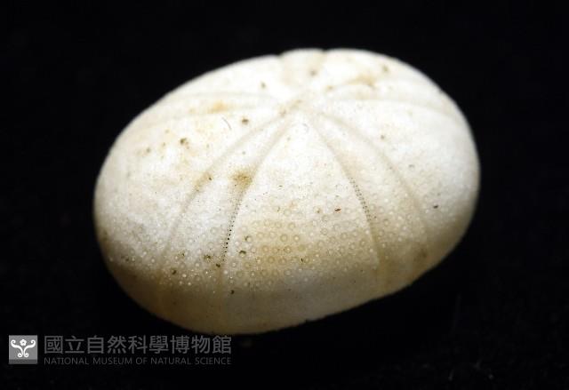 卵圓斜海膽藏品圖，第9張
