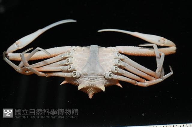 長形栗殼蟹藏品圖，第9張