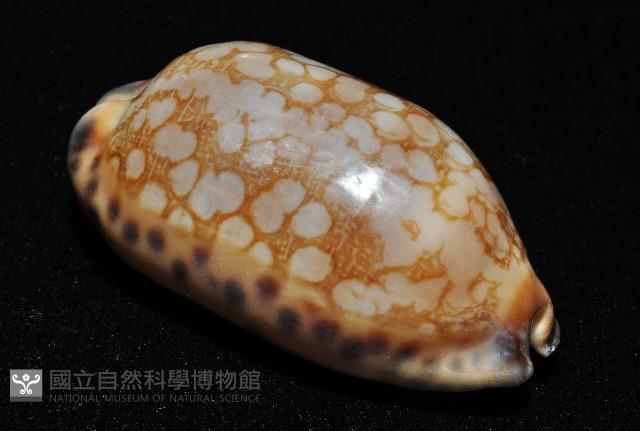 黑網目寶螺藏品圖，第9張