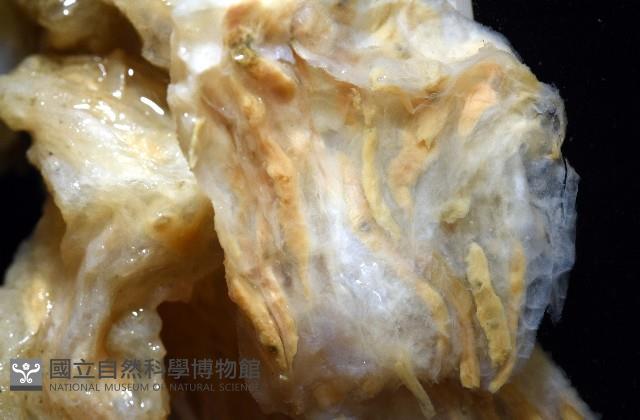 未知種海鞘藏品圖，第9張