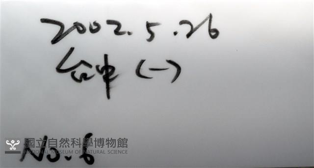 鑲邊海星藏品圖，第9張