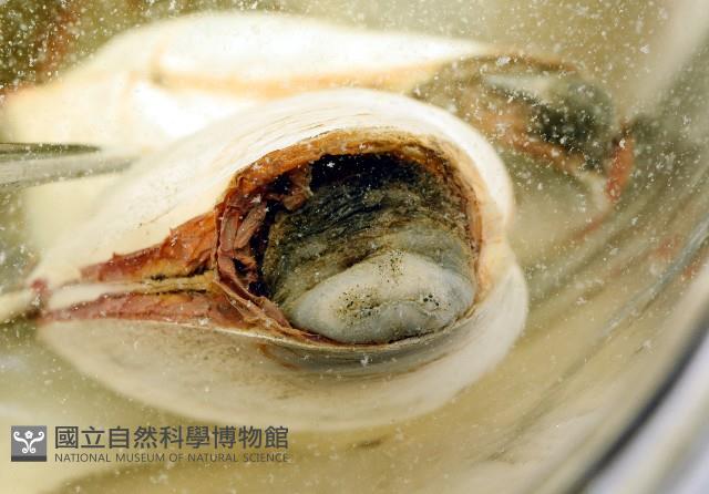 船形(公代)薄殼蛤藏品圖，第9張