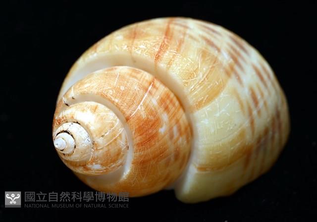 彩繪型深溝鳳螺藏品圖，第9張