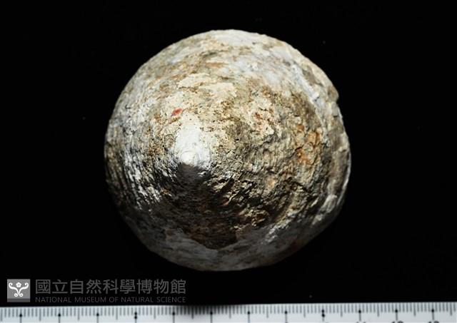 銀塔鐘螺藏品圖，第9張