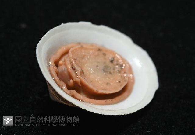 尖頂梳齒笠螺藏品圖，第9張
